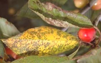 Príčiny žltých listov v čerešniach

čerešňa