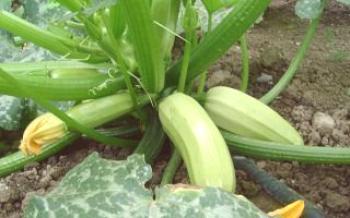 Ako pestovať a starať sa o cukety v otvorenej oblasti?

cukety