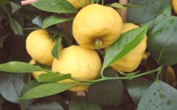 Pestovanie Limety Pursh doma Citrus