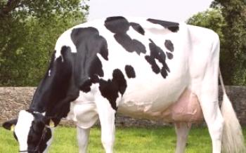 Съвети за запазване на черни и петнисти крави Крави
