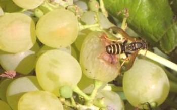 Protegendo as uvas das vespas: usando malha