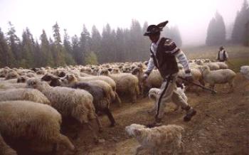 Prehľad oviec vo svete: trendy a perspektívy priemyslu

Ovce
