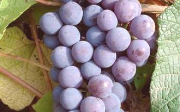 Características uvas Levokumskogo