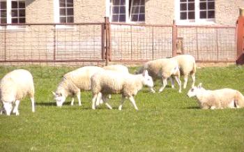 Овчарство, као бизнис: савјети за почетнике

Овце