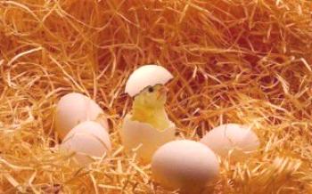 Колко дълго се излюпва пилето Hens