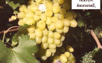 Descrição da variedade de uva Muscat Dievsky
