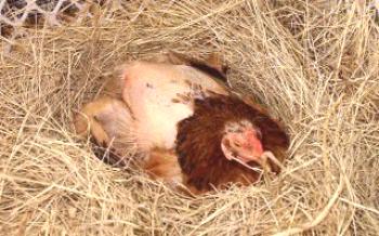 Икономически ефект при принудително линене на кокошки носачки
