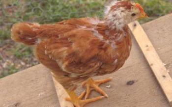 Причини и лечение на загуба на пера в пилета