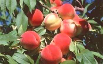 Recursos de cuidado de pêssego Peach