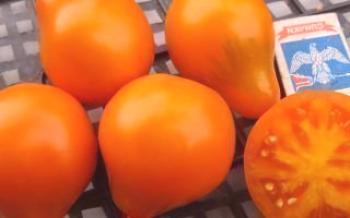 Характеристики на сортовете от домати трюфел

домат