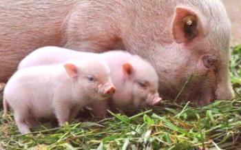 Kako se odvija parenje kod svinja Svinje