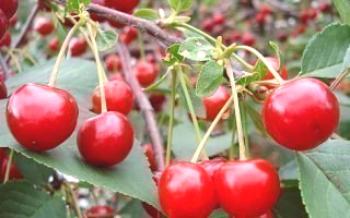 Cultivo de cereja Ural Ruby Cherry