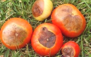 Признаци на апикална гниене на домати и контролни мерки срещу нея

домат