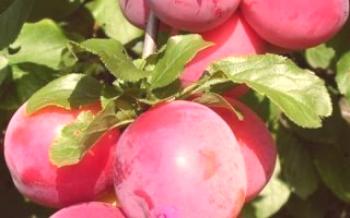Cultivo de ameixa de cereja grande-frutada

Ameixa