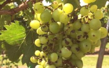 Шта су фунгициди за обраду винограда?