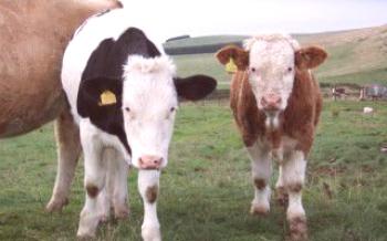 Лечение на запек при телета

крави