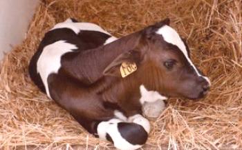 Как да открием живо тегло на говеда (теле) без люспи?

крави