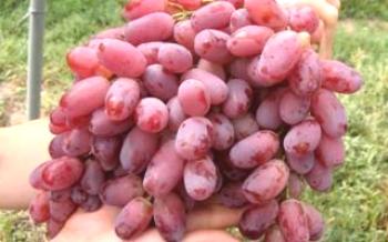 Rizamat: descrição, plantio e conservação de uma variedade de uva
