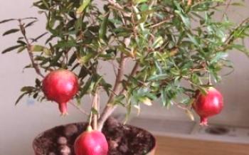 Pestovanie granátového jablka dieťaťa