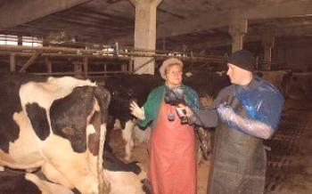 Choroby kráv sprevádzajúce otelenie

kravy