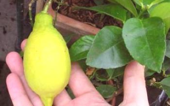 Lunario Lemon Variety

лимон