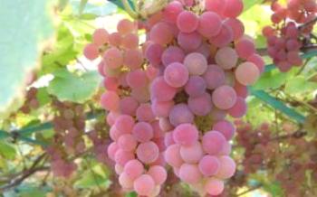 Сортове грозде за средната група: Минск розово