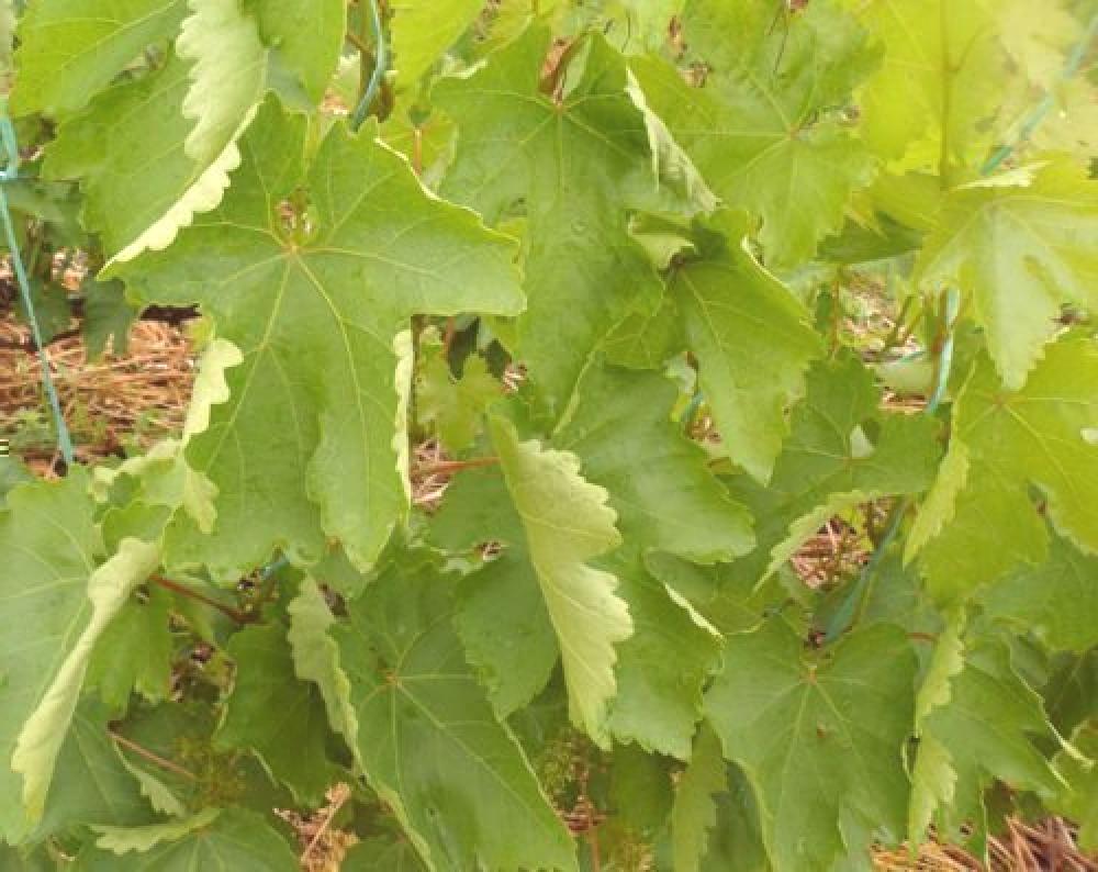 Виноград сохнут края листьев. Курчавость виноградных листьев. Молодые листья винограда скручиваются. Сохнут листья винограда. На винограде листья скручиваются и сохнут.
