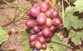 Сенатор: описание и особености на отглеждането на грозде
