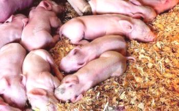 Вакцинација новорођених прасади код куће Свиње