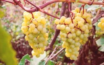 Características das uvas da Madeleine