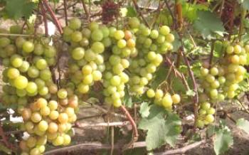 Descrição variedades de uva Rusven