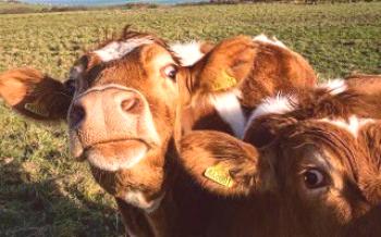 Коју врсту инфекције може добити крава теле?