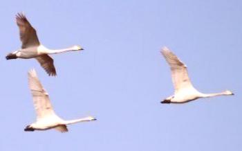 O cisne é uma espécie migratória de ave ou não há cisne.
