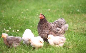Профилактика и лечение на кокцидиоза при домашните птици

пилета
