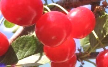 Características de crescer a cerejeira de fada cereja