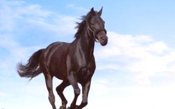 Преглед црног одела коња Коњи