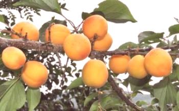 Características Apricot Manchu Apricot