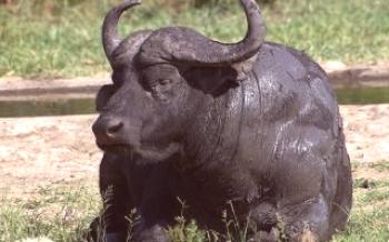 Africký byvol

kravy