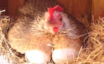 Ovos de galinha para incubação

Galinhas
