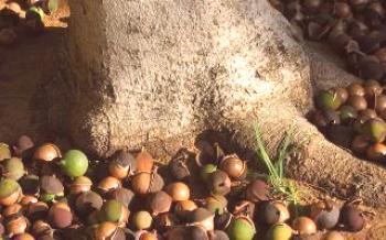 Pestovanie makadamovej matice a jej vlastnosti Orech