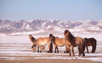 Caractéristiques des chevaux mongols