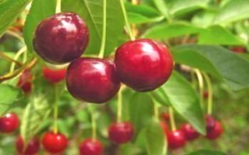 Plantando Cherry Radonezh Cherry