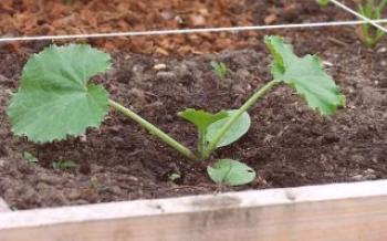 Брига за тиквице: како оплодити поврће тиквице
