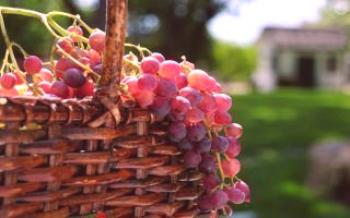 A peculiaridade das variedades de uvas rosa