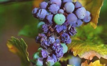 As razões pelas quais as uvas estão secas