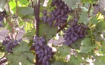 Características de uvas Baikonur