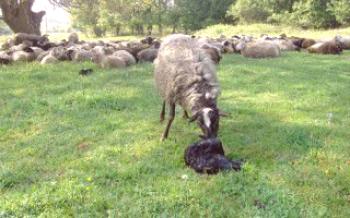 Cuidando de uma ovelha jovem e jovem

Ovelhas