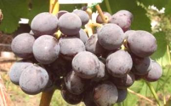 Zarif - uma pérola negra entre as uvas