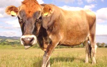 Tipos de vacas leiteiras

Vacas