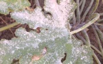 Появата на бели петна по листата от тиквички

тиквички